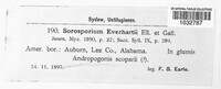 Sorosporium everhartii image